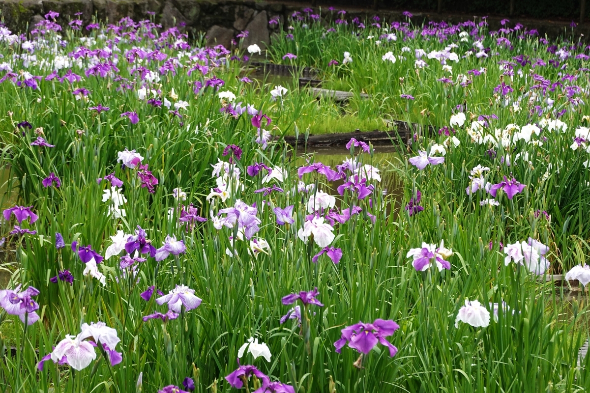 梅雨真っ只中の菖蒲 - さわやかな風