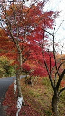 f:id:aozora-kyouaikai:20161118103838j:image:left f:id:aozora-kyouaikai:20161118103838j:image:left