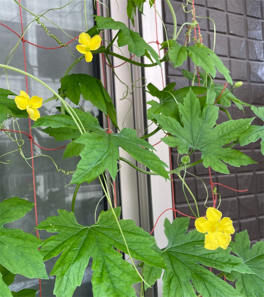 f:id:aozora8080:20220711094719j:image