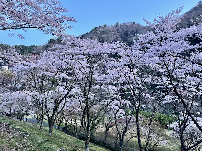 茨城キャンプ