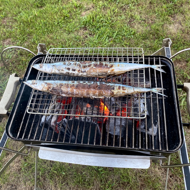 炭火で焼き上げた秋刀魚をキャンプで楽しむ様子