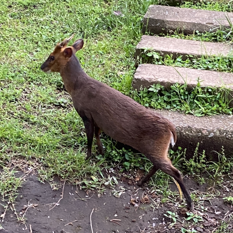 キョンとの遭遇