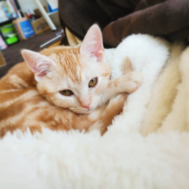 f:id:aozoranikki:20190415090410j:image