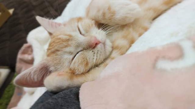 f:id:aozoranikki:20190420112912j:image f:id:aozoranikki:20190420112912j:image
