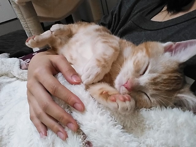 f:id:aozoranikki:20190424201330j:image