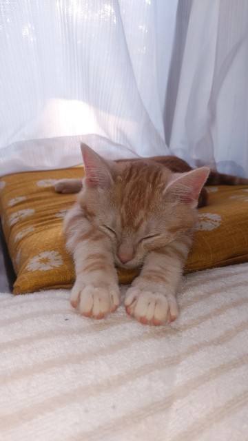 f:id:aozoranikki:20190424201937j:image