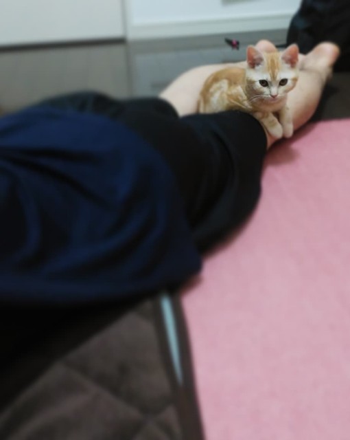 f:id:aozoranikki:20190424203249j:image