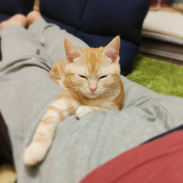 f:id:aozoranikki:20190429173019j:image