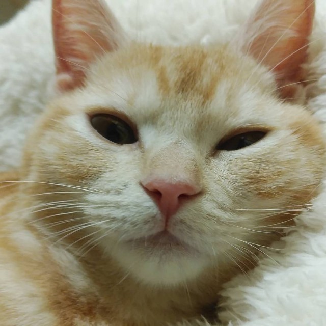 f:id:aozoranikki:20190511220838j:image