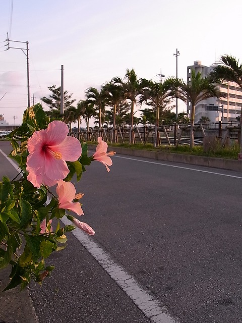 沖縄の民宿の朝