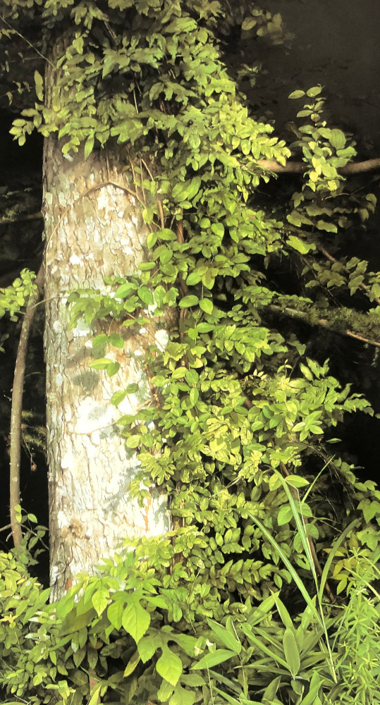 f:id:ap14jt56:20200408005948j:plain f:id:ap14jt56:20200408005948j:plain