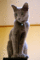 f:id:apesnotmonkeys:20081231145037j:image:small