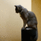 f:id:apesnotmonkeys:20081231145038j:image:small
