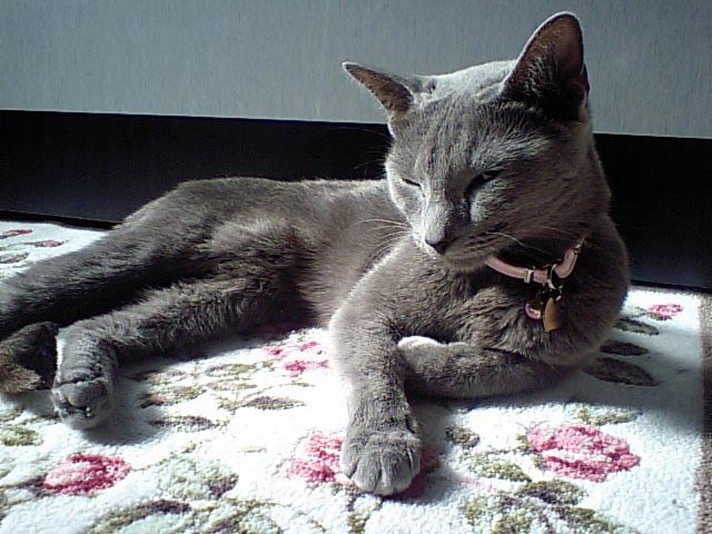 f:id:apesnotmonkeys:20090205151125j:image