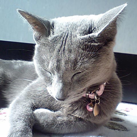 f:id:apesnotmonkeys:20090205151126j:image