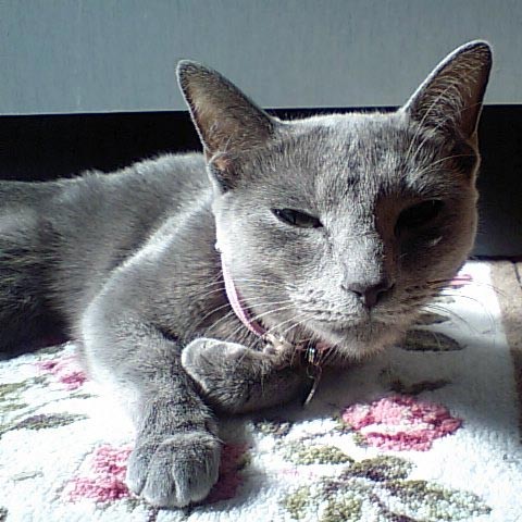 f:id:apesnotmonkeys:20090205151127j:image