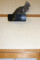 f:id:apesnotmonkeys:20090327111605j:image:small