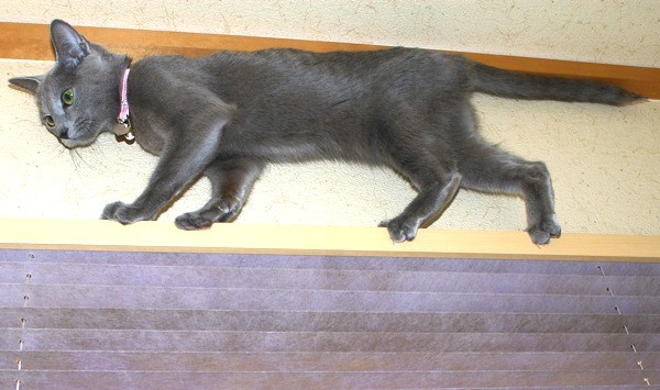 f:id:apesnotmonkeys:20090328110504j:image