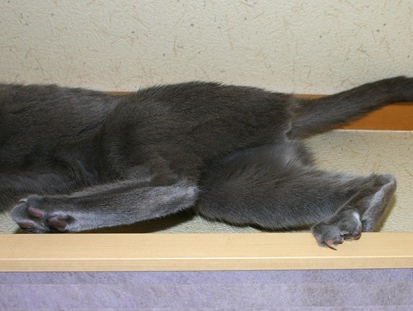 f:id:apesnotmonkeys:20090328110513j:image