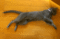 f:id:apesnotmonkeys:20090419091038j:image:small