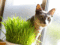f:id:apesnotmonkeys:20090509102014j:image:small