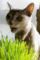 f:id:apesnotmonkeys:20090509102138j:image:small