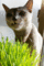 f:id:apesnotmonkeys:20090509102141j:image:small