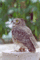 f:id:apesnotmonkeys:20090609185609j:image:small