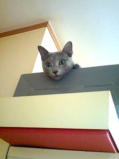 f:id:apesnotmonkeys:20090727164330j:image
