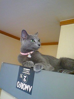 f:id:apesnotmonkeys:20090727164452j:image