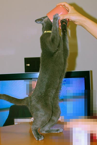 f:id:apesnotmonkeys:20091227210134j:image