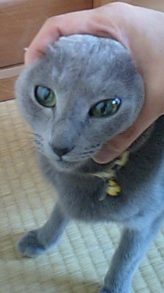 f:id:apesnotmonkeys:20091231142913j:image