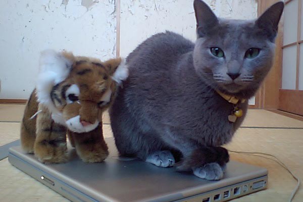f:id:apesnotmonkeys:20100101084833j:image