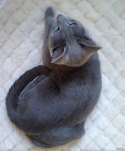 f:id:apesnotmonkeys:20100112110413j:image