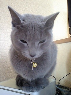 f:id:apesnotmonkeys:20100130103253j:image