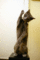 f:id:apesnotmonkeys:20100228142720j:image:small