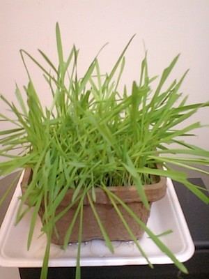 f:id:apesnotmonkeys:20100324195703j:image