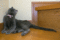 f:id:apesnotmonkeys:20100505105450j:image:small