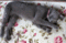 f:id:apesnotmonkeys:20100617104052j:image:small