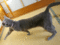 f:id:apesnotmonkeys:20100617104241j:image:small