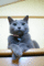 f:id:apesnotmonkeys:20100706112656j:image:small