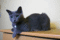 f:id:apesnotmonkeys:20100706112740j:image:small