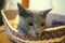 f:id:apesnotmonkeys:20100706112834j:image:small