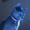 f:id:apesnotmonkeys:20100718230802j:image:small