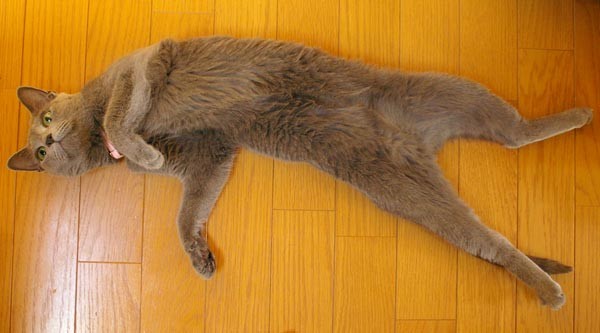 f:id:apesnotmonkeys:20100805093847j:image