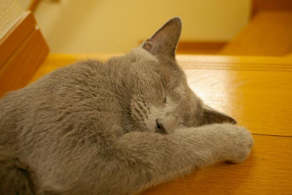 f:id:apesnotmonkeys:20100805093922j:image