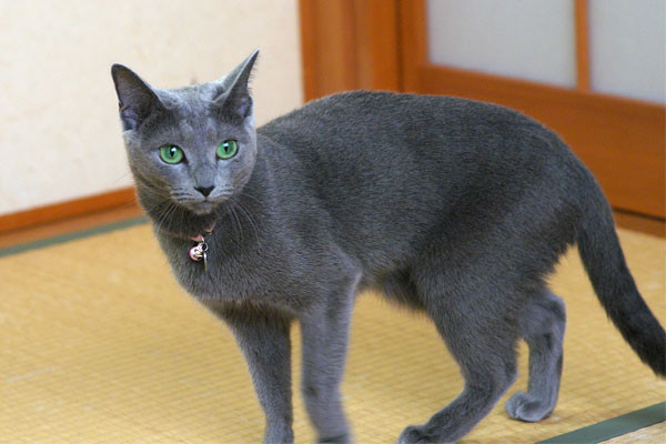 f:id:apesnotmonkeys:20100829160515j:image