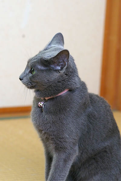 f:id:apesnotmonkeys:20100829160558j:image