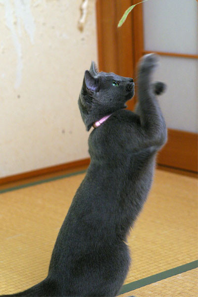 f:id:apesnotmonkeys:20100829160715j:image