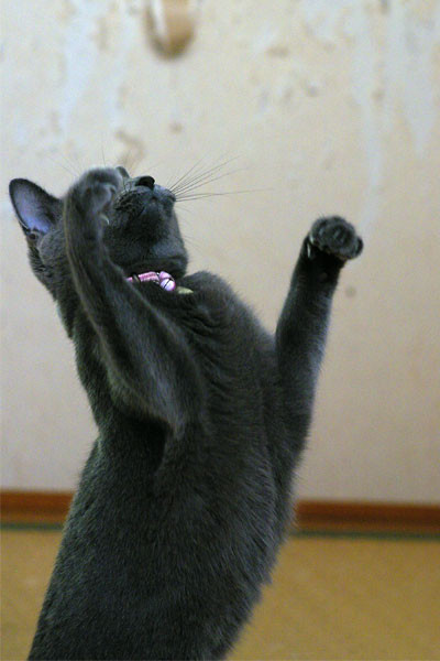 f:id:apesnotmonkeys:20100829160747j:image